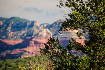 Trees with Grand canyon behind
