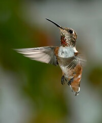 Fototapeta premium Allen's Hummingbird (Selasphorus sasin) female in garden, Los Angeles, California, USA