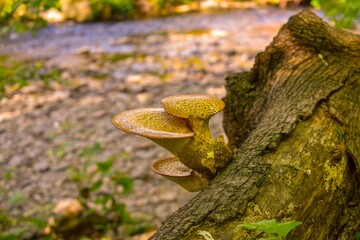 Two Mushrooms on a Tree Stump with a Creek in the Background