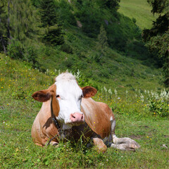 Fototapeta na wymiar Red and white cow lying on alpine meadow in austrian alps.