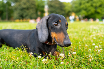 Dachshund dog in the park on the lawn gnaws a small twig.