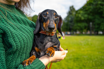 Portrait of a dachshund dog, in the hands of a girl.