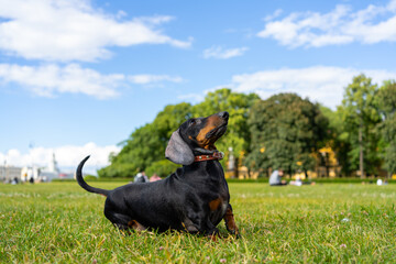 Dachshund dog in the park on the lawn, waiting for the toy wants to jump