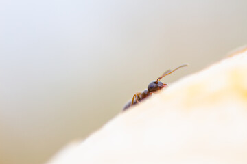ant_002