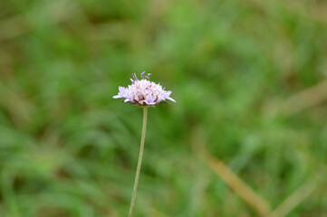 Flores lilas del campo