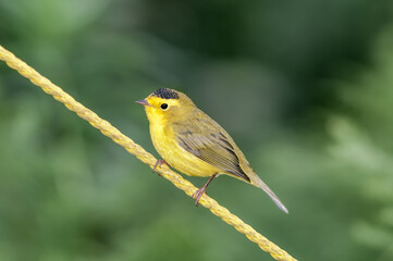 Wilson's Warbler (Wilsonia pusilla) at Chowiet Island, Semidi Islands, Alaska, USA