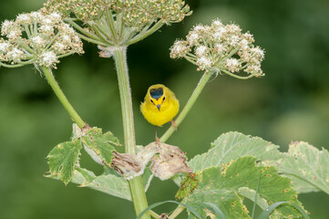 Wilson's Warbler (Wilsonia pusilla) at Chowiet Island, Semidi Islands, Alaska, USA