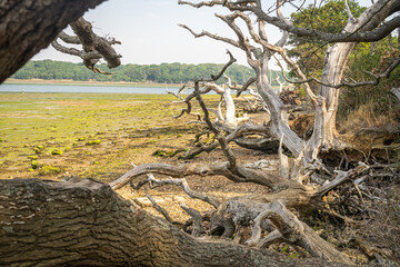 Tree trunks  and mudflats exposed at low tide 