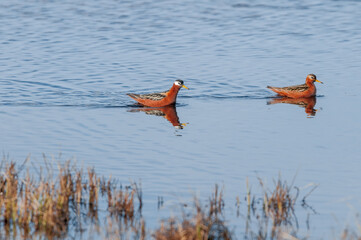 Red Phalaropes (Phalaropus fulicarius) in Barents Sea coastal area, Russia