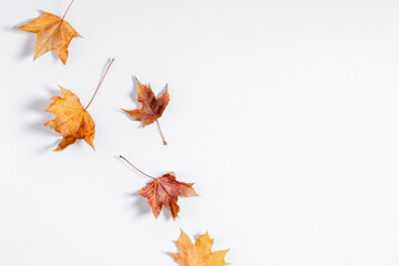 Autumn creative composition. Dried  leaves on white background. Fall concept. Autumn background. Flat lay, top view, copy space