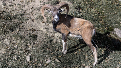 Muflon © Bernard