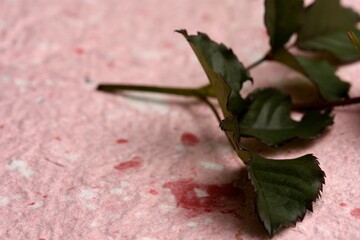 Fototapeta premium Green leaves belonging to rose and placed on pink and white textured recycle paper