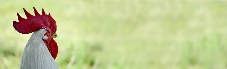 Portrait of rooster with red big comb on a green background. 