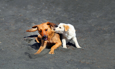 Beautiful photo of two dogs playing on the black sand