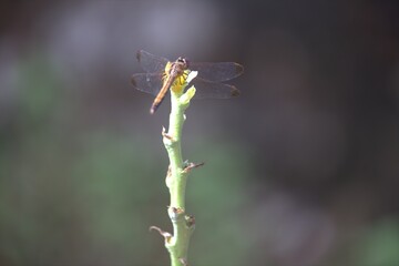 dragonfly on a leaf with a blur background