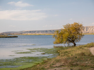 Lake and Tree. 
