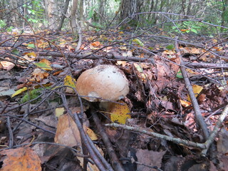 mushrooms in the forest