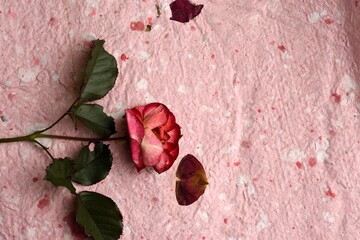 Pink rose with its respective green leaves, placed on pink and white textured recycle paper