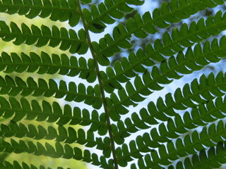 Obraz premium green fern leaves