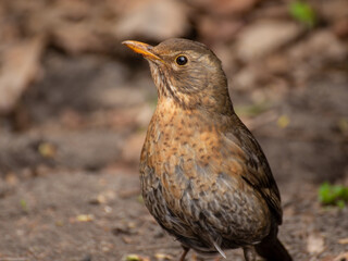 blackbird_002