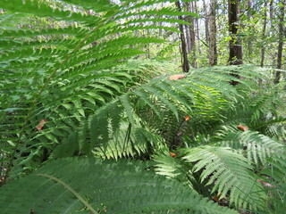 green fir tree branches