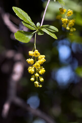European Barberry (Berberis vulgaris) in garden