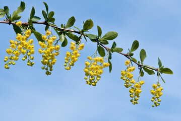 European Barberry (Berberis vulgaris) in garden