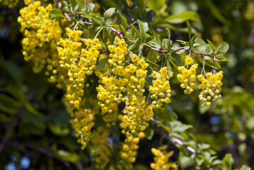 European Barberry (Berberis vulgaris) in garden