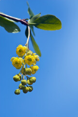 European Barberry (Berberis vulgaris) in garden