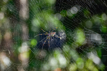 Banana spider on its web