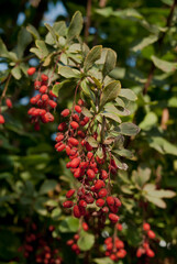 European Barberry (Berberis vulgaris) in garden