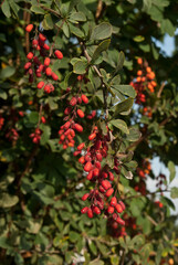 European Barberry (Berberis vulgaris) in garden