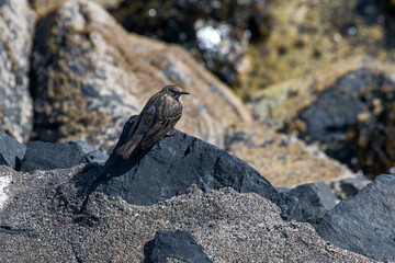 Eurasian rock pipit photographed in Scotland, in Europe. Picture made in 2019
