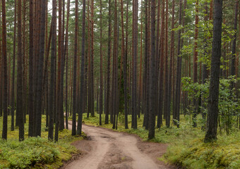 Dirt road in pine forest.