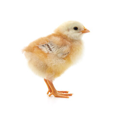 Small yellow chicken.