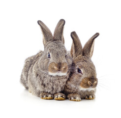 Two gray rabbits.