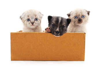 Kittens and a puppy in a box.