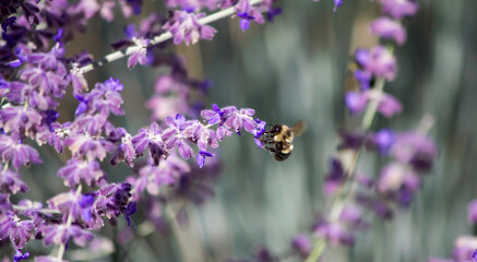 bumblebee on lavender