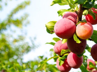 Ripe plums on a branch in the garden