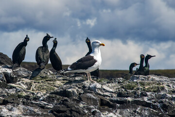 Naklejka premium Great black-backed gull and Crest marine crow photographed in Scotland, in Europe. Picture made in 2019.