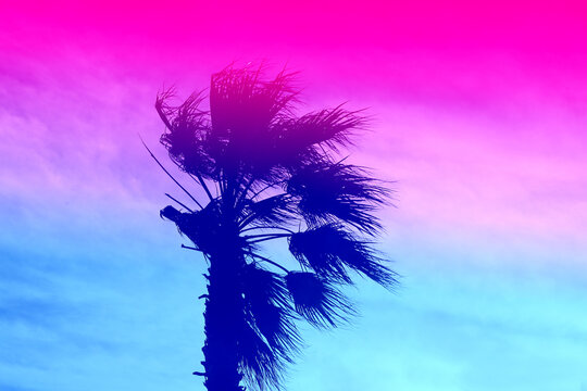Beautiful photo of colorful palm trees on a Paradise island