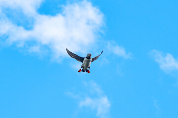 Atlantic puffin photographed in Scotland, in Europe. Picture made in 2019.