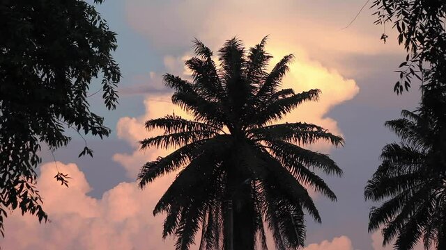 Loros atardecer amazonas