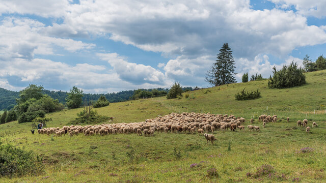 Schafherde auf der schw&auml;bischen Alb