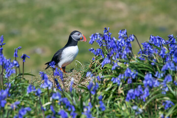 Atlantic puffin photographed in Scotland, in Europe. Picture made in 2019.
