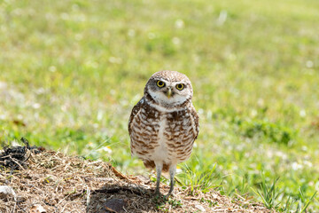 Burrowing owl in a field