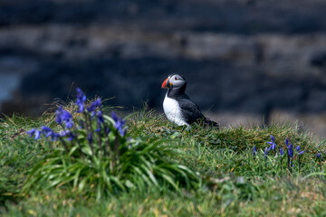 Atlantic puffin photographed in Scotland, in Europe. Picture made in 2019.