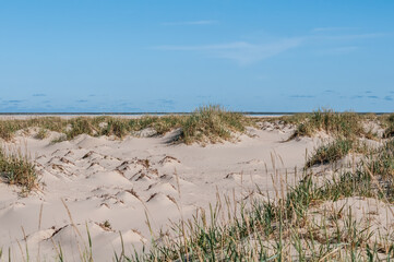 Fototapeta na wymiar Sand dunes in Barents Sea coastal area, Russia