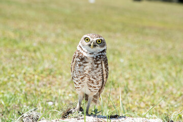 Burrowing owl in a field