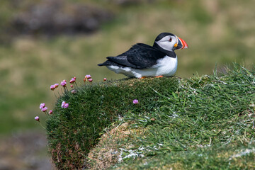 Atlantic puffin photographed in Scotland, in Europe. Picture made in 2019.